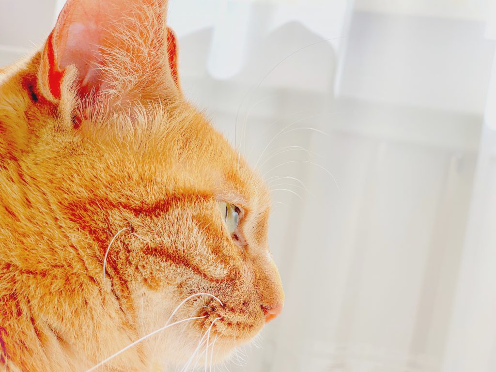 今でもあなたは私の光