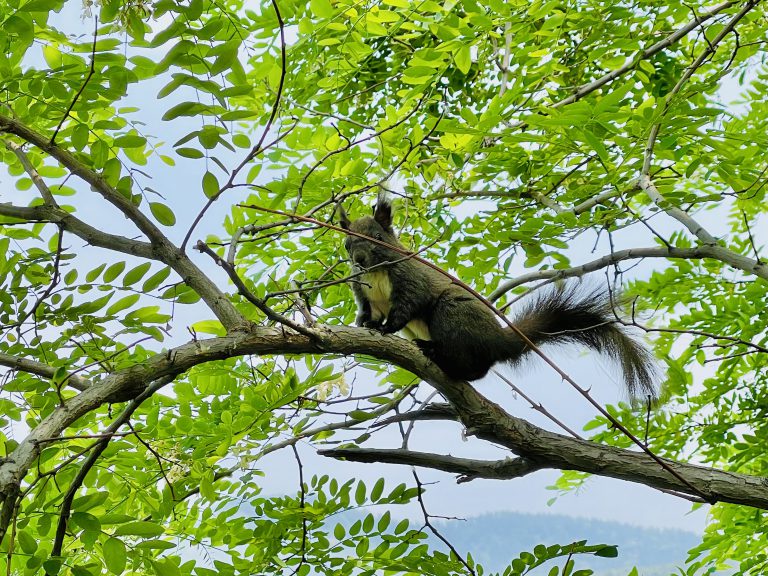 金龙寺国家森林公园