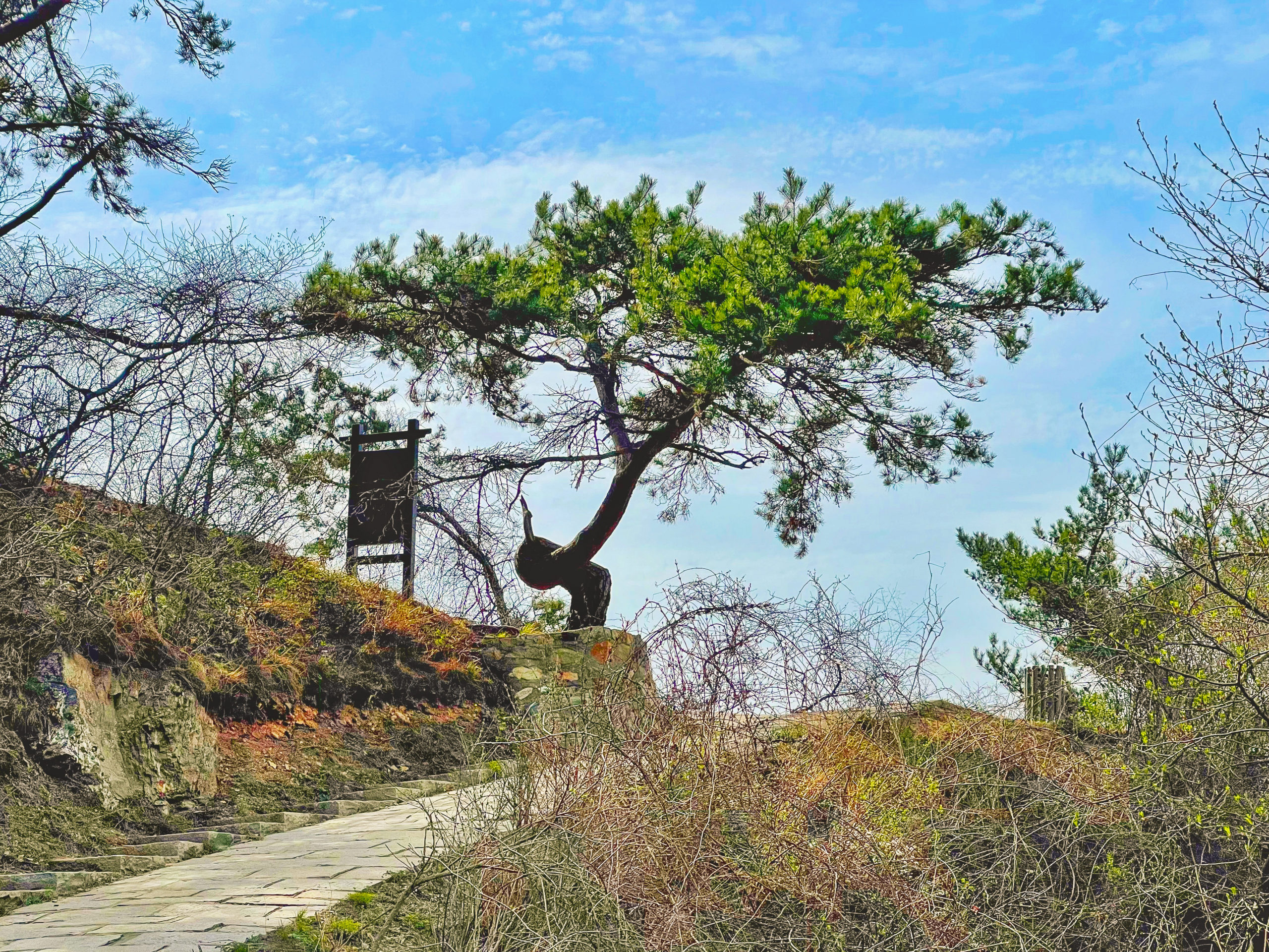 金龙寺国家森林公园 孔雀松