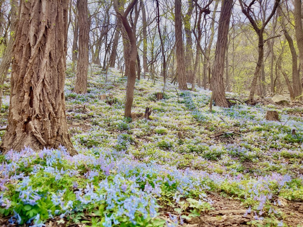 金龙寺国家森林公园
