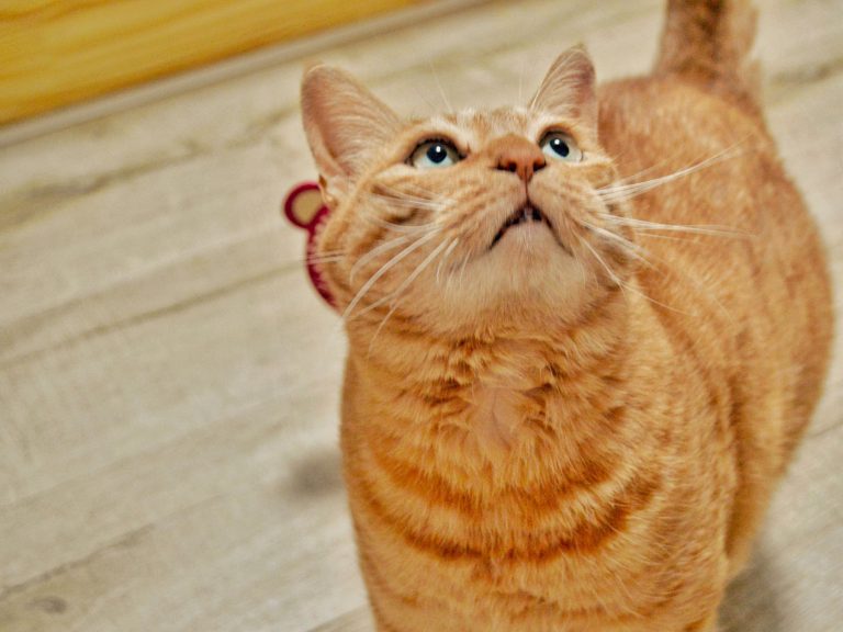 九岁，大橘为重