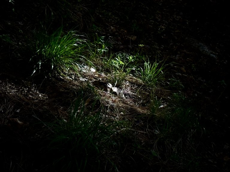 林深，见光。向光而行